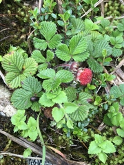 Fragaria hayatae