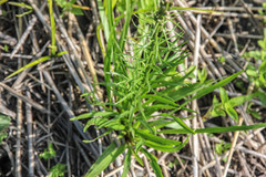 Liatris spicata