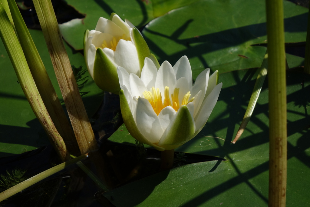 Nymphaea