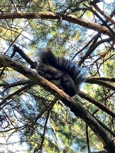 Eurasian Red Squirrel