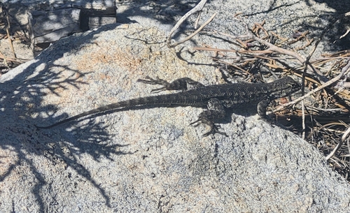 iNaturalist observation photo of Western Fence Lizard