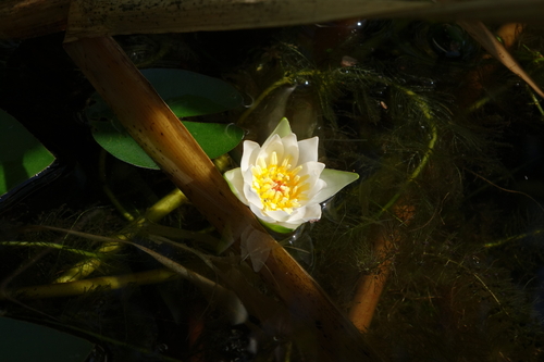 Pygmy waterlily (Nymphaea tetragona)