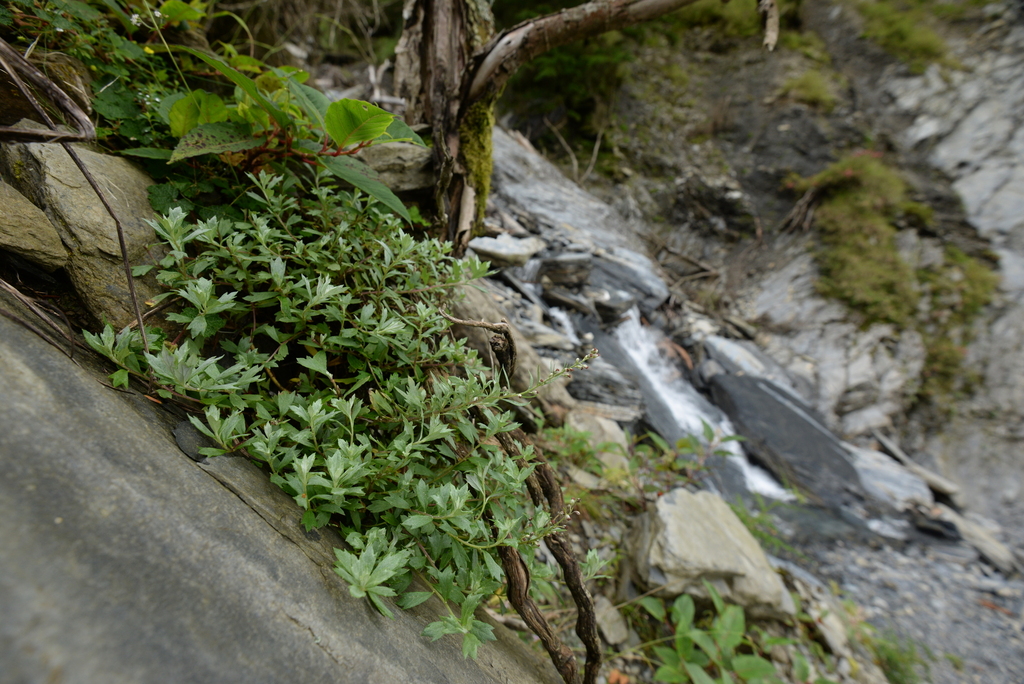 Artemisia tyuosenicola
