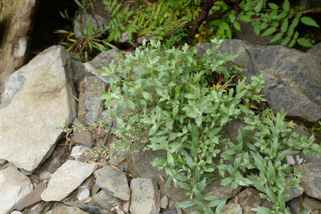 Artemisia tyuosenicola