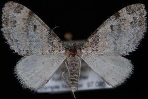 Powdered Bigwing