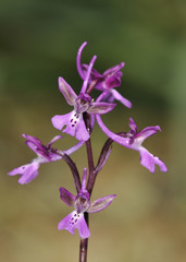 Orchis anatolica