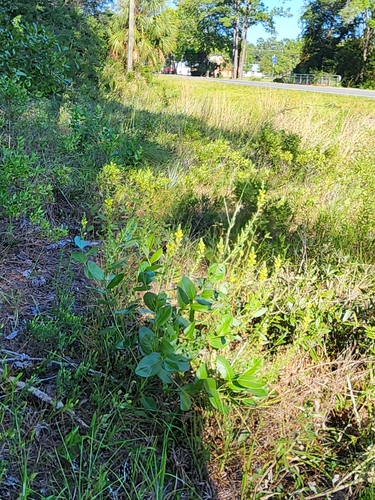 Image of Baptisia simplicifolia by (c) Scott Allen Davis, some rights reserved (CC BY)