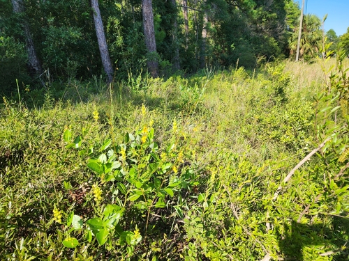 Image of Baptisia simplicifolia by (c) Scott Allen Davis, some rights reserved (CC BY)