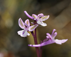 Orchis anatolica
