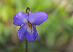 Viola alba cretica