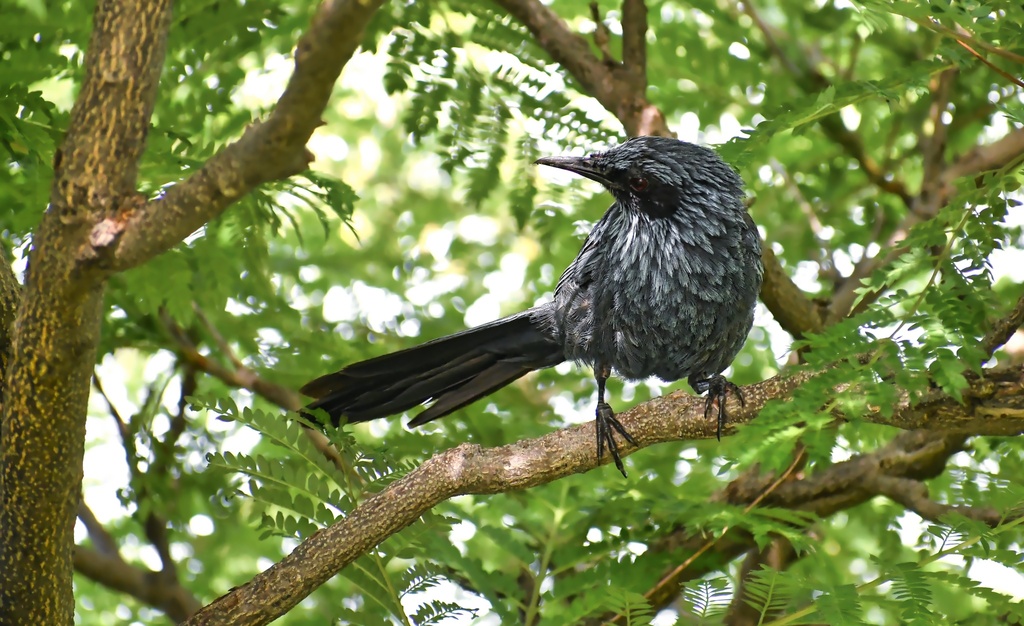 Blue Rocking Bird Blue Mockingbird from Tenancingo de Degollado, Méx., México on August 7 ...