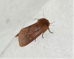 Phragmatobia assimilans