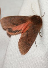 Phragmatobia assimilans