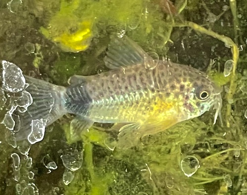 Corydoras caudimaculatus photo
