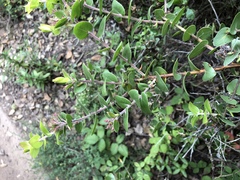 Arctostaphylos osoensis