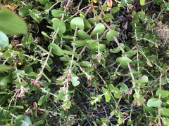 Arctostaphylos osoensis
