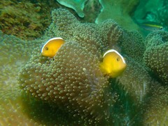 Amphiprion sandaracinos