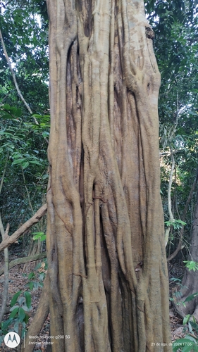 Foto de Carapanaúba