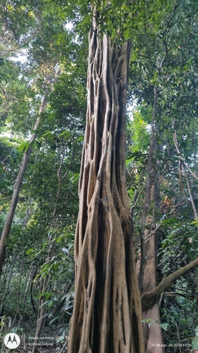 Foto de Carapanaúba