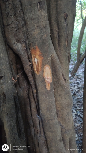 Foto de Carapanaúba