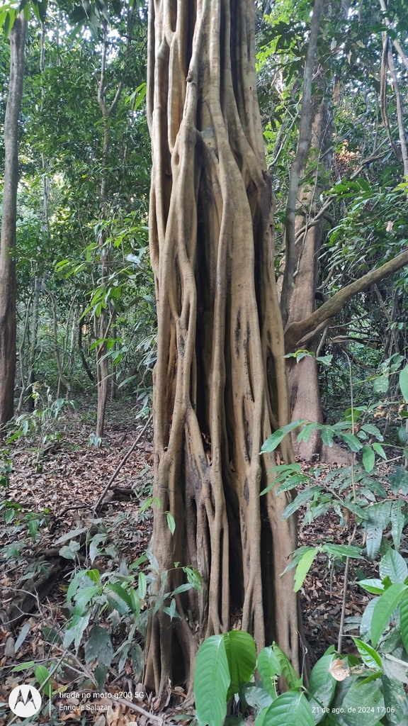 Foto de Carapanaúba