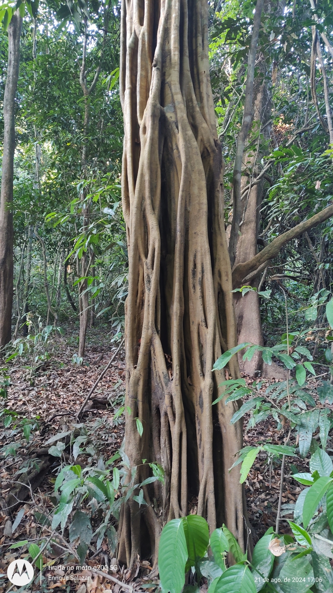 Imagem de Carapanaúba