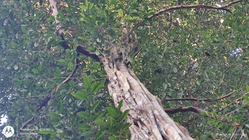 Foto de Carapanaúba