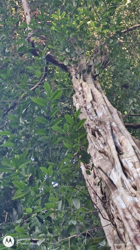 Foto de Carapanaúba