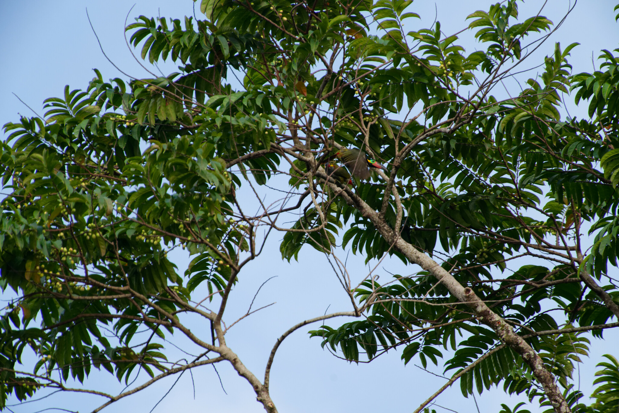 Guianan Toucanet (Selenidera piperivora), photo 3