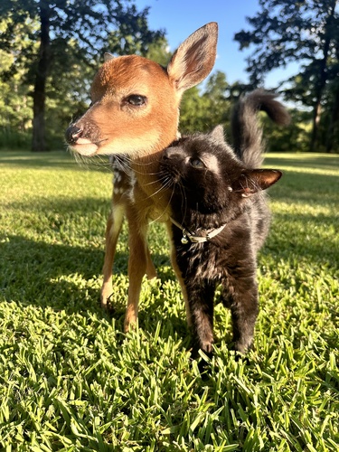 White-tailed Deer photographed in Alabama