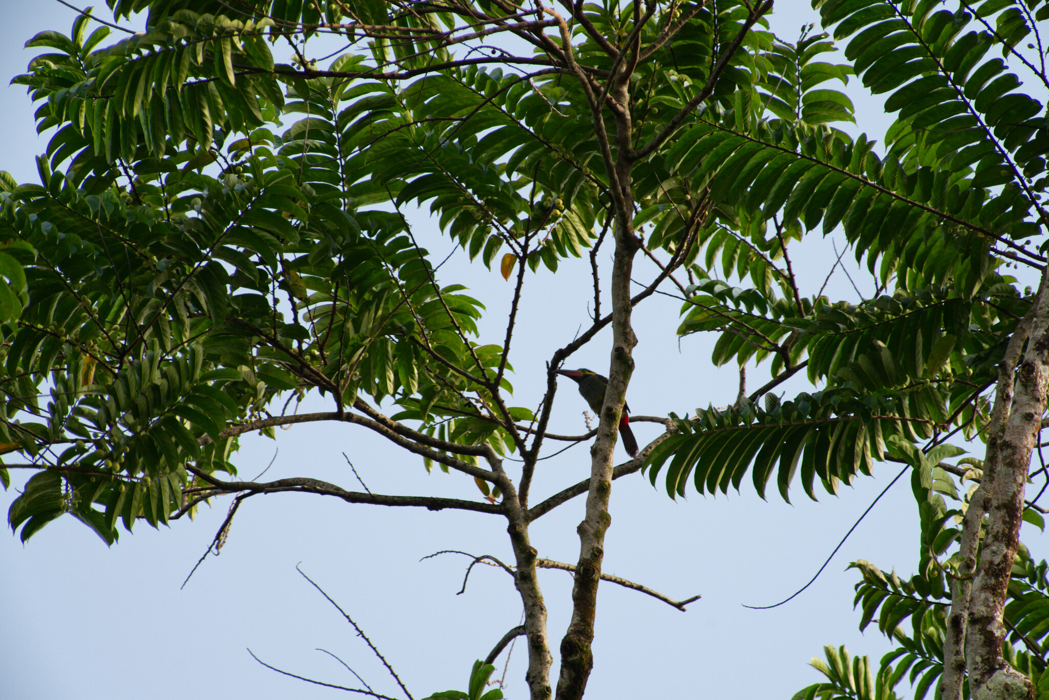 Guianan Toucanet (Selenidera piperivora), photo 4