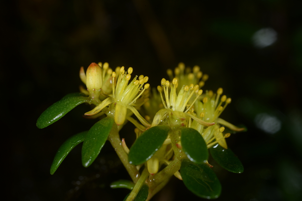Sedum truncatistigmum