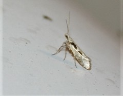 Rhigognostis interrupta