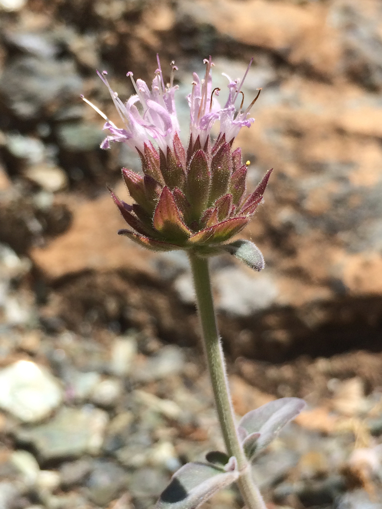 Stebbins' monardella
