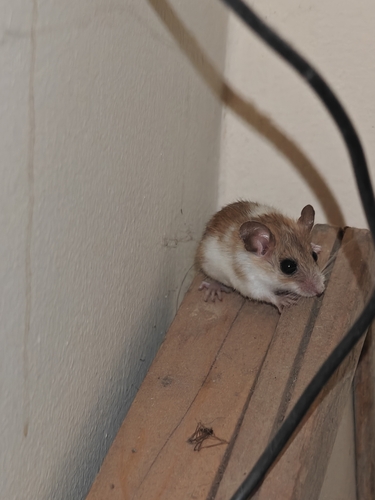 Indian Long-tailed Tree Mouse