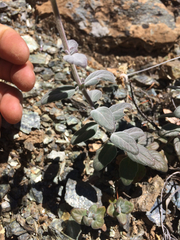 Monardella stebbinsii