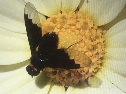 Black Banded Bee Fly, Aardbeienvlak 2, IJmuiden, Noord-Holland, NL, photo 5 of 10