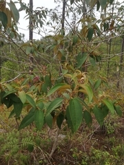 Miconia xalapensis