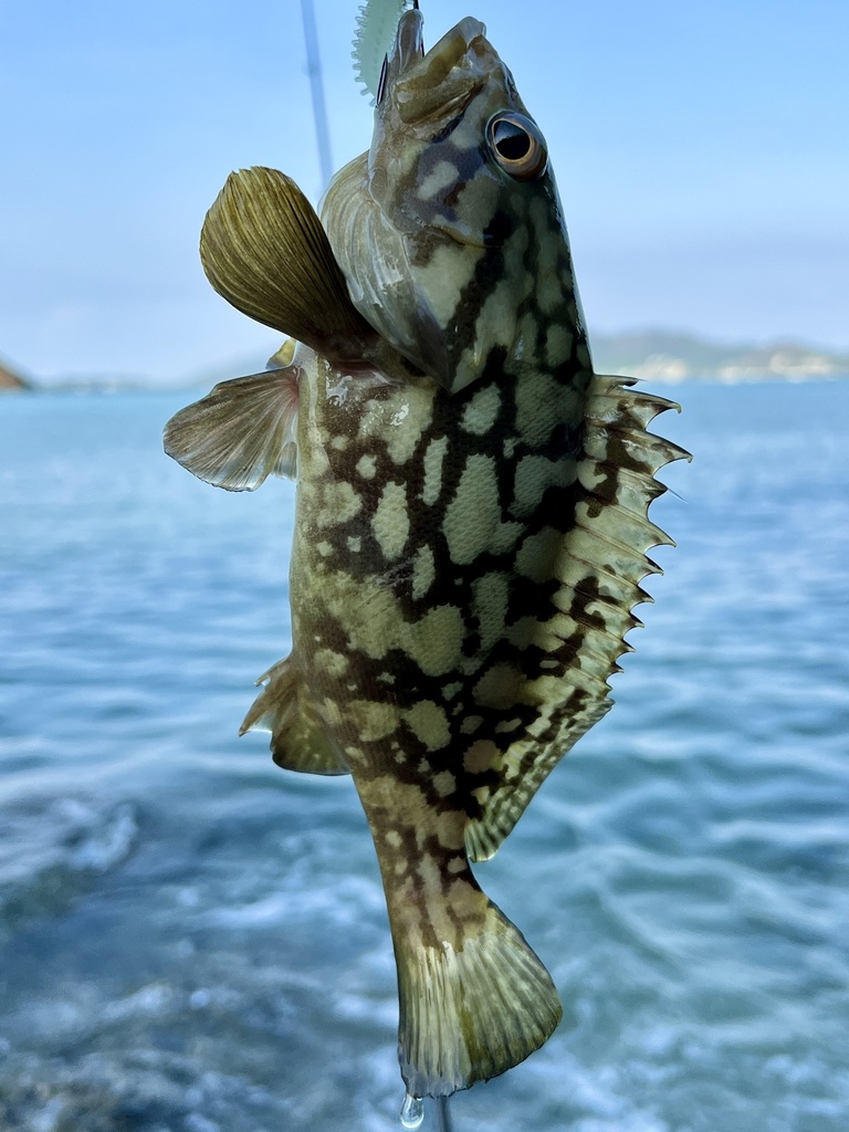Cloudy grouper (Epinephelus erythrurus) — Serranidae
