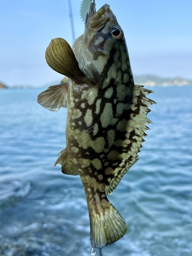 Cloudy grouper (Epinephelus erythrurus) — Serranidae