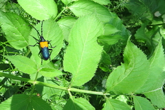 Desmocerus palliatus