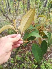 Miconia xalapensis