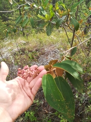 Miconia xalapensis