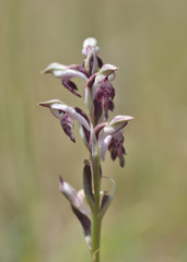 Anacamptis coriophora fragrans