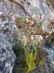 Erica glauca elegans