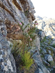Erica glauca elegans
