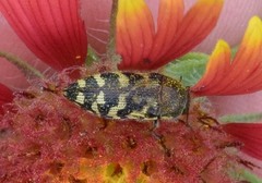 Acmaeodera mixta
