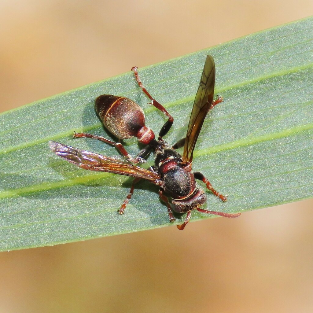 Paper Wasps from Bermagui NSW 2546, Australia on August 21, 2024 at 10: ...