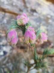 Erica glauca elegans