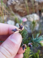 Erica glauca elegans